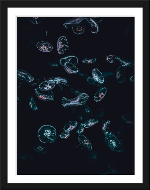 Jellyfish Burlesque
