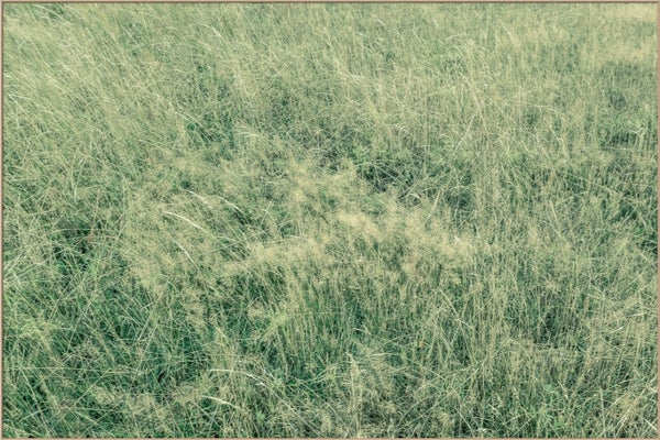 Green I  - fotokunst.berlin - Kunstfoto Galerie