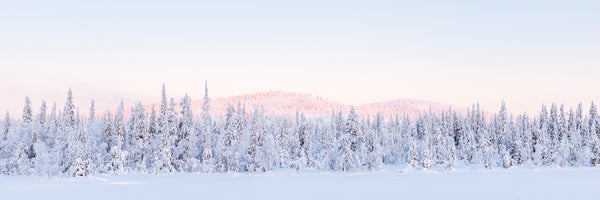 Winter Dawn II