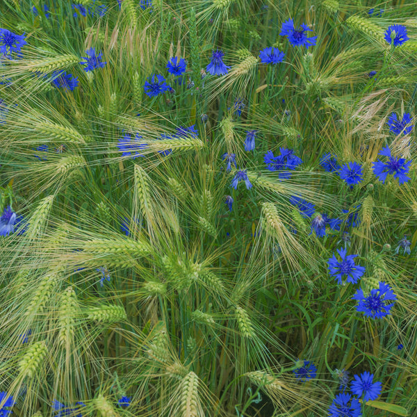 Greenly Blue Square  - fotokunst.berlin - Kunstfoto Galerie