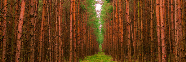 Into the Light  - fotokunst.berlin - Kunstfoto Galerie