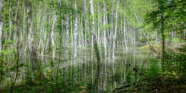 Silver Grove  - fotokunst.berlin - Kunstfoto Galerie