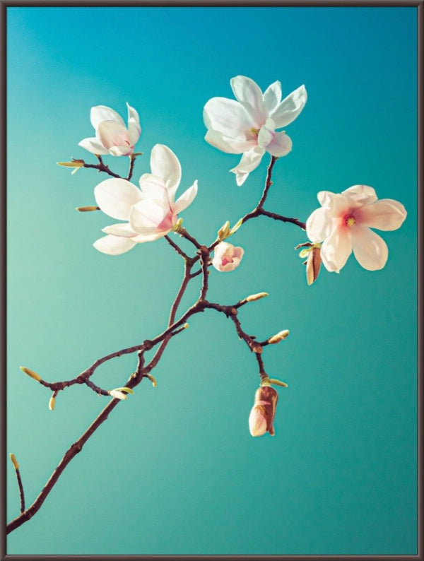 Magnolia III  - fotokunst.berlin - Kunstfoto Galerie
