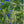 Chargez l\'image dans la visionneuse de galerie, Greenly Blue - fotokunst.berlin - Kunstfoto Galerie