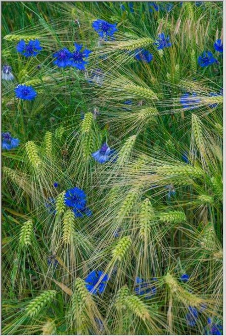 Greenly Blue  - fotokunst.berlin - Kunstfoto Galerie