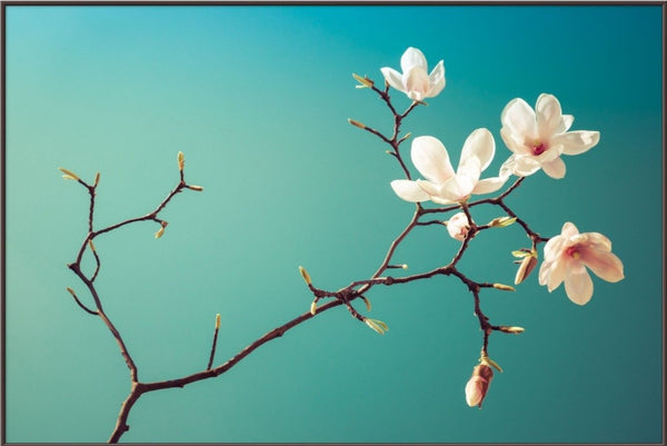 Magnolia II  - fotokunst.berlin - Kunstfoto Galerie