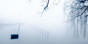 Willow II  - fotokunst.berlin - Kunstfoto Galerie