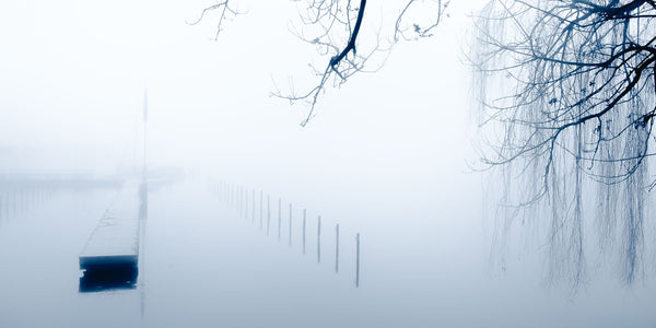 Willow II  - fotokunst.berlin - Kunstfoto Galerie